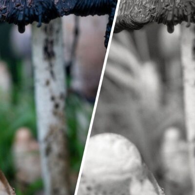 Alternative view of VNCNT Street Film VOL. 1